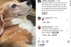 拉姆塞夫妇谈爱犬失踪：会继续寻找，但不得不接受狗狗可能离世